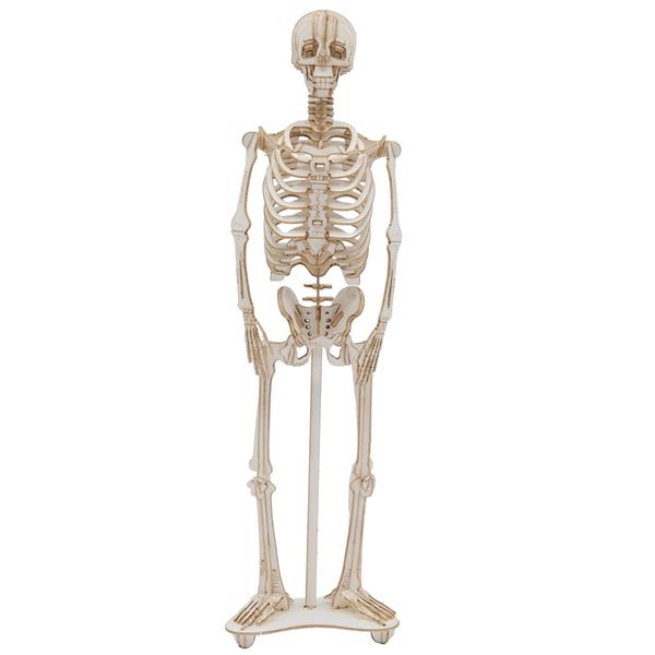 11699   3-D Paper Model Skjelett Skeleton, Fridolin