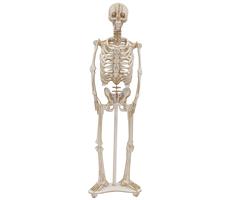 11699   3-D Paper Model Skjelett Skeleton, Fridolin