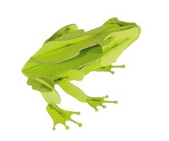 11609  11609 3-D Paper Model frosk Frog, Fridolin